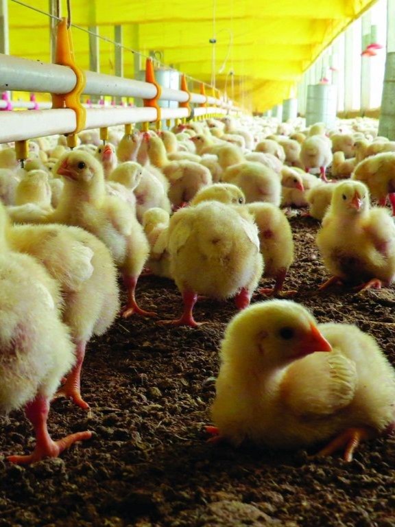 Crianza de pollitos - Cursos aves de corral