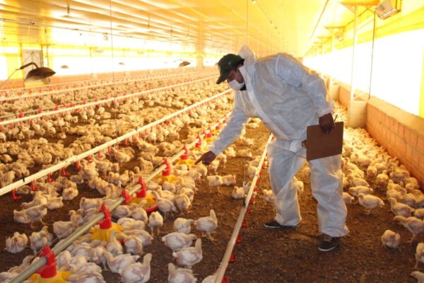 Curso de Bioseguridad en la Avicultura